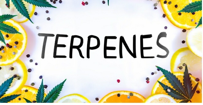 Unveiling Nature’s Aromatic Compounds —&nbsp;Terpenes