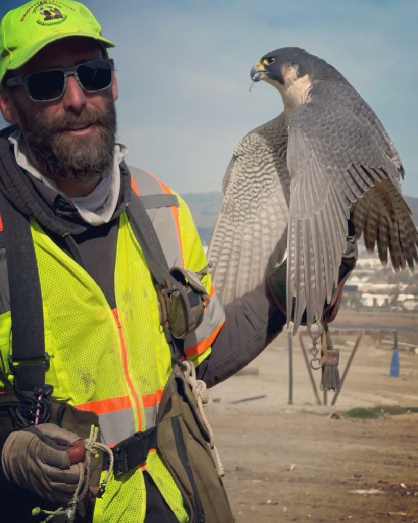 Master Falconer and his bird