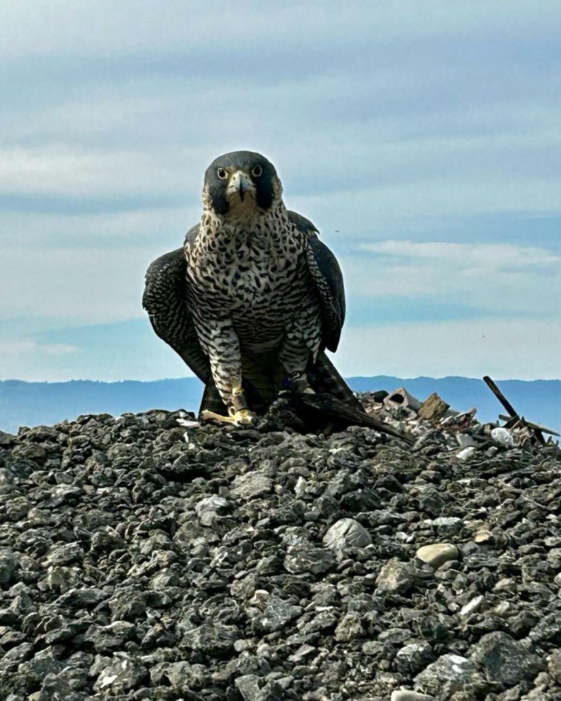 Kimoura's Land Kimoura looking straight on