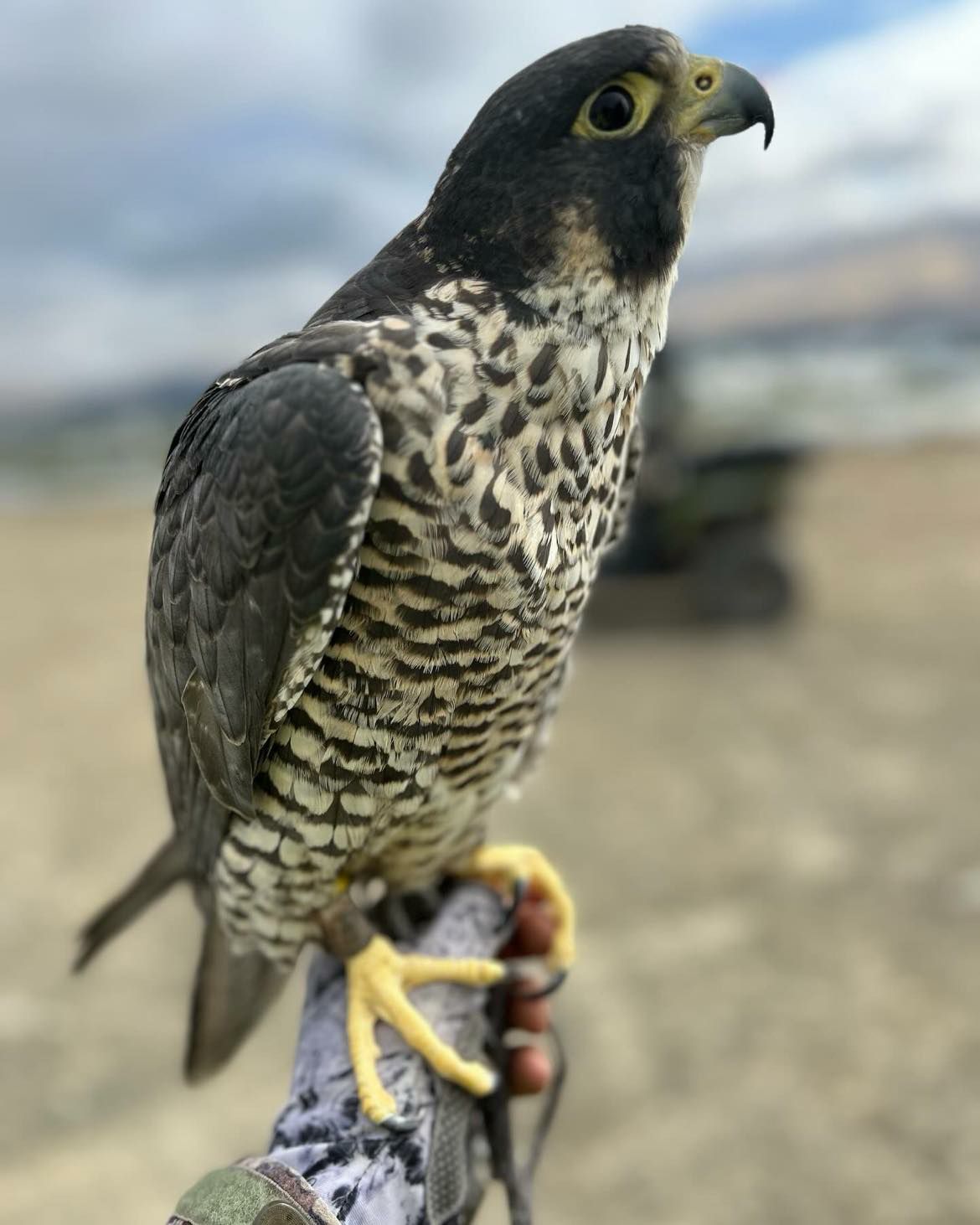 The vision of the Falcon