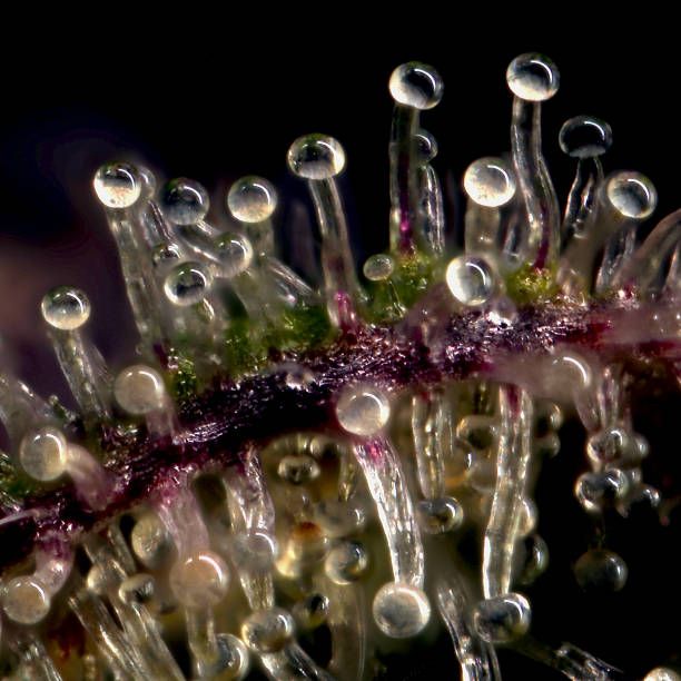 Cannabis Trichomes